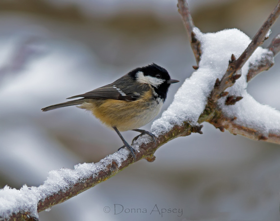 Coal Tit in the snow