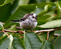Long-Tailed Tit (Fledgling)