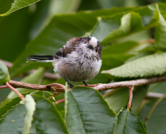 Long-Tailed Tit (Fledgling)