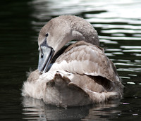 Swan (Juvenile)