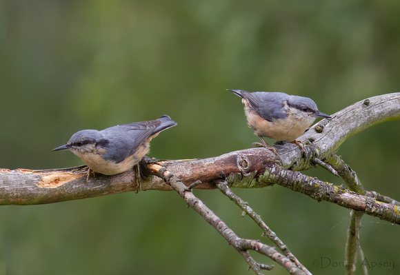 Two Nuthatch