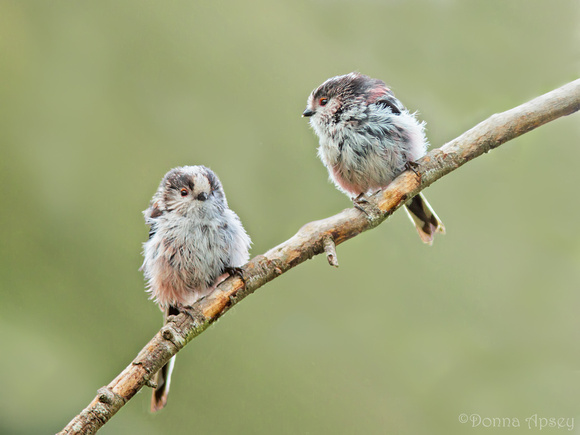 Long-Tailed Tits