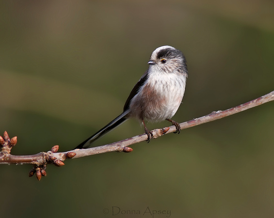 Long-Tailed Tit