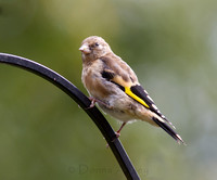 Goldfinch