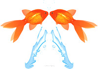Two Goldfish leaping out of water,