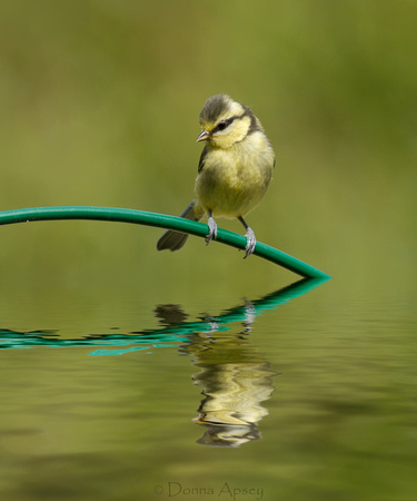 Blue Tit and a relection