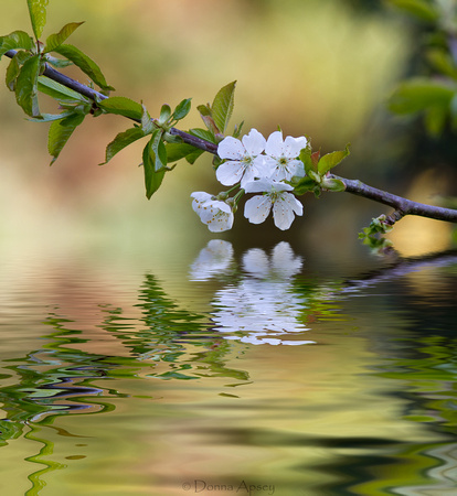 Plum tree blossom and reflection