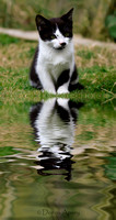 Cute Kitten with reflection