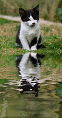 Cute Kitten with reflection