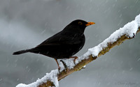 Blackbird