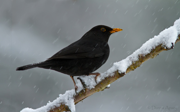 Blackbird in the snow