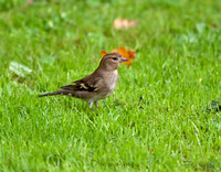 Chaffinch