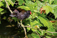 Moorhen