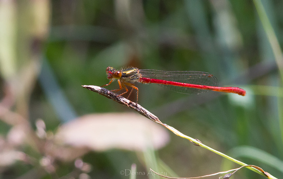 Small Red Damselfly (Ceriagrion tenellum)