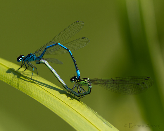 Common Blue Damselfly mating