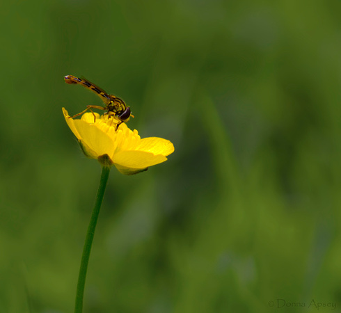 Hoverfly & Buttercup
