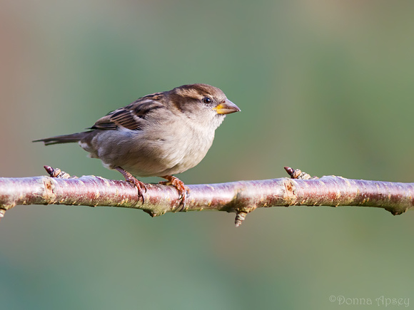 Sparrow (Female)