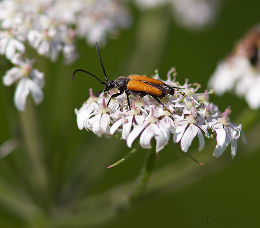 Tawny Longhorn Beetle (Paracorymbia fulva)