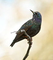 Starling