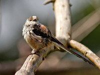 Long-Tailed Tit