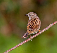 Dunnock