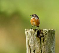 Stonechat