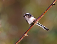 Long-Tailed Tit