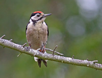 Woodpecker