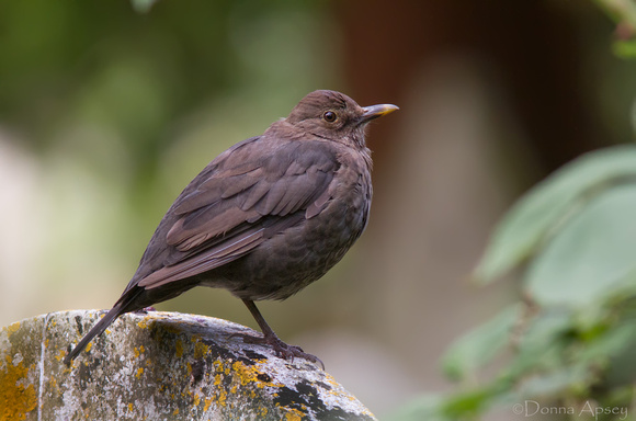 Blackbird {Female)
