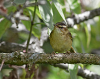 Sedge Warbler