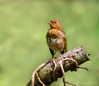 Robin (Juvenile)