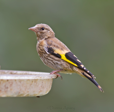 Goldfinch (Juvenile)