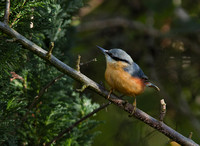 Nuthatch