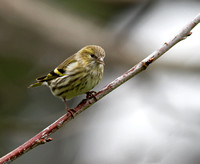 Siskin