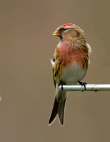 Redpoll