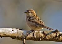 House Sparrow