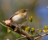 Chiffchaff