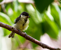 Young Great Tit