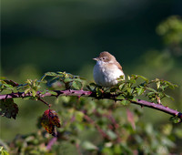 Whitethroat