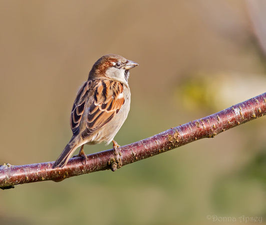 Sparrow (Male)
