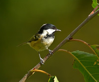 Coal Tit