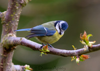 Blue Tits