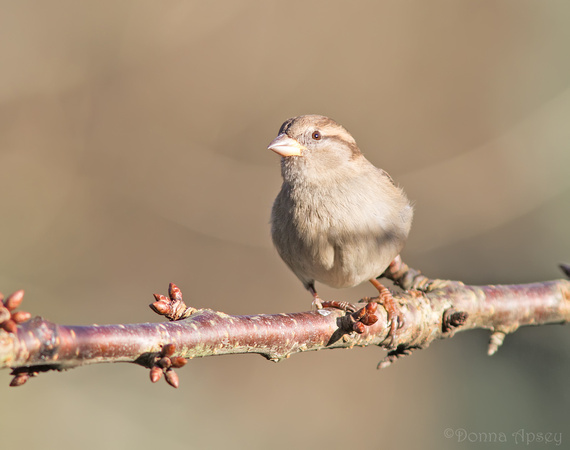 Sparrow (Female)