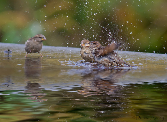 Sparrows Bathing