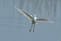 Little Egret