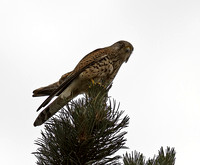 Kestrel