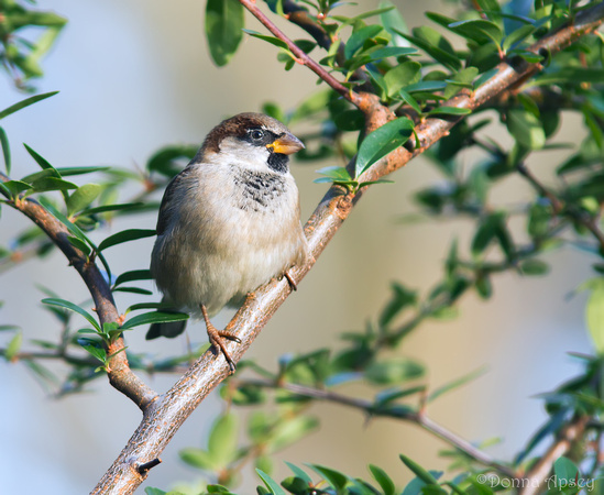 Sparrow (Male)