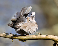 Collared Dove