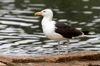 Great black-backed gull