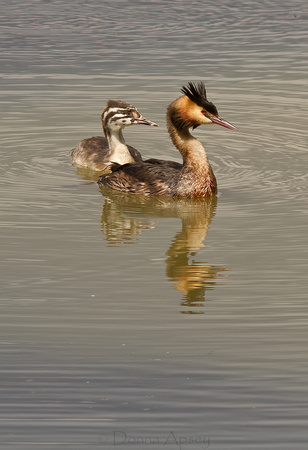 Great Crested Grebe & Baby